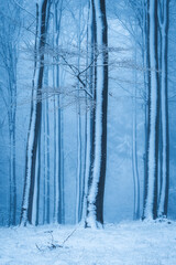 forest in winter with fog and snow