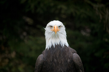 portrait of an bald eagle