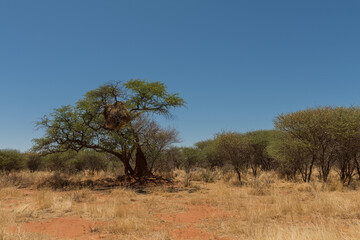 Fototapeta na wymiar Sociable weaver bird, Philetairus socius, nest on a tree branch, Namibia