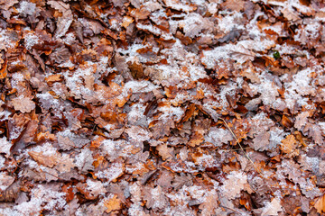 Schneekristalle auf Herbstlaub