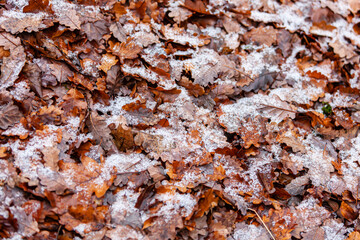 Schneekristalle auf Herbstlaub