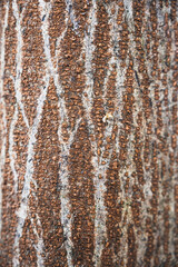bark stem background arrangement nature