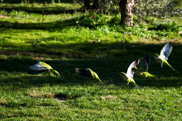 papuga ptak zwierze park trawa © Piotr