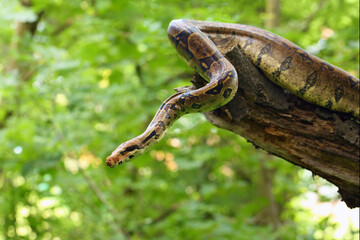 The boa constrictor (Boa constrictor), also called the red-tailed or the common boa on a branch in the middle of the forest. A large snake on a branch in the green of a bright forest.