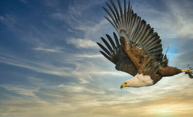 Fish Eagle in Flight, Lake Mburo National Par,  Uganda