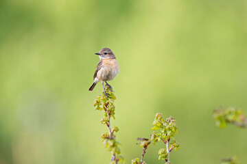 A female adult European stonechat (Saxicola rubicola) perched in a tree.
