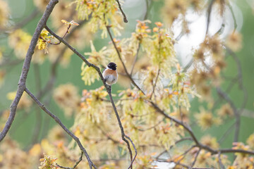 A male adult European stonechat (Saxicola rubicola) perched in a tree.