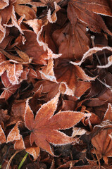 Texture background with brown frost frozen winter autumn fallen maple leaves 