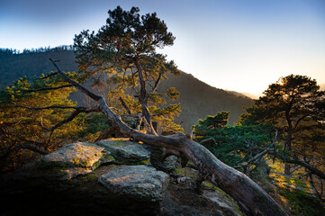 Abendsonne im Dunkelsteinerwald