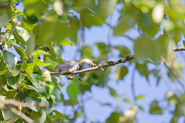 A Juvenile common cuckoo (Cuculus canorus) perched in a tree being fed by a passerine bird.