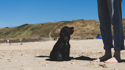 A 10 week old black cocker spaniel puppy sits on the beach loooking up at his owner whilst he is being trained