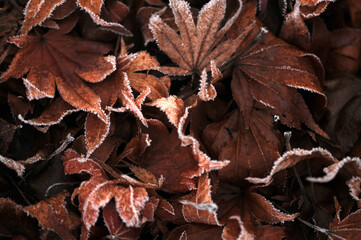 Texture background with brown frost frozen winter autumn fallen maple leaves 