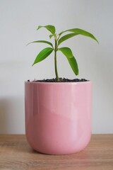 Small mango tree grows in a baby pink plant pot as an indoor plant