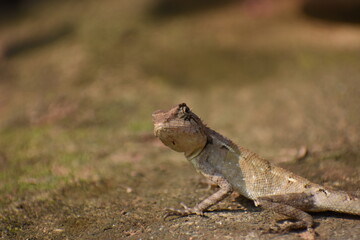 lizard on the ground