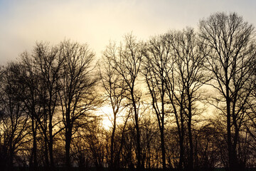 Fototapeta na wymiar Bare trees at sunset