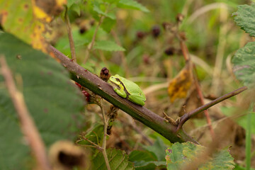 European tree frog resting on a red and green branch of a blackberry leaf with green background