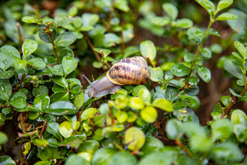 Wet green leaves in subtropics after it stopped raining. Rainy season concept.