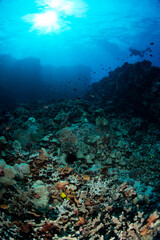 Fototapeta na wymiar Tropical fish and a diver over the reef