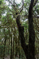 Fototapeta premium Wandern auf La Gomera