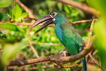 blue and yellow billed toucan