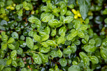 Wet green leaves in subtropics after it stopped raining. Rainy season concept.