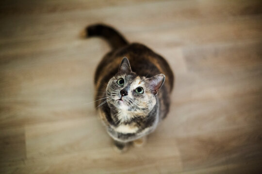 Chat animal de compagnie