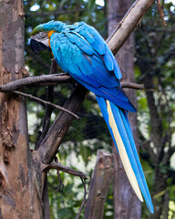 Guacamaya de plumas azules