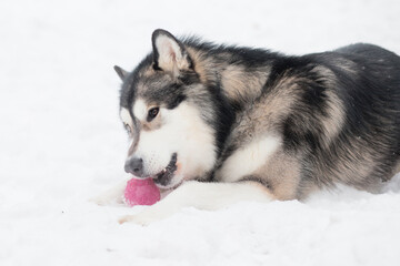 Young beautiful alaskan malamute lying and playing with violet ball. Dog winter.