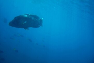 Obraz premium A large Humphead Wrasse in the blue waters of The Whitsunday Islands - Australia