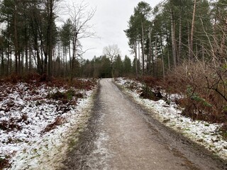 A view of Delamere Forest in the winter