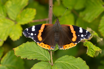 Red Admiral Butterfly Vanessa atalanta on a blackberry bush perching