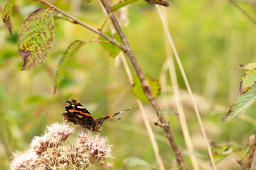 Red Admiral Butterfly Vanessa atalanta on a blackberry bush perching