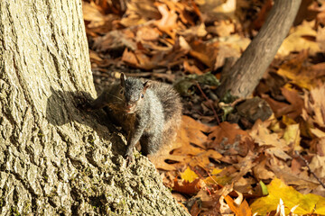 one cute grey squirrel cling on the root of a tree in the park surrounded by orange fall leaves staring at you on a sunny day