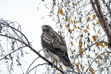 one beautiful hawk resting on the thin branch of a tree with few orange leaves left on the tree on an overcast day