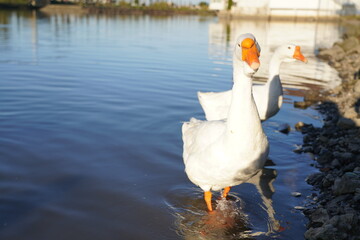 
Geese on the lake eating bread