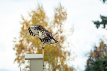 a beautiful hawk landed on top of a birdhouse in the park with one wing open to try to keep balance