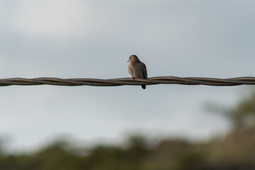 Ave descansando en un cable