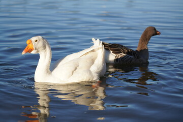 
Geese on the lake eating bread