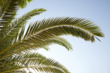 Fototapeta na wymiar palm leaves and sky