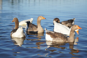 
Geese on the lake eating bread