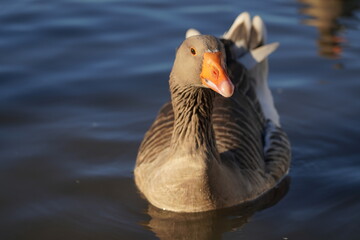 Goose on the lake. Macro shooting