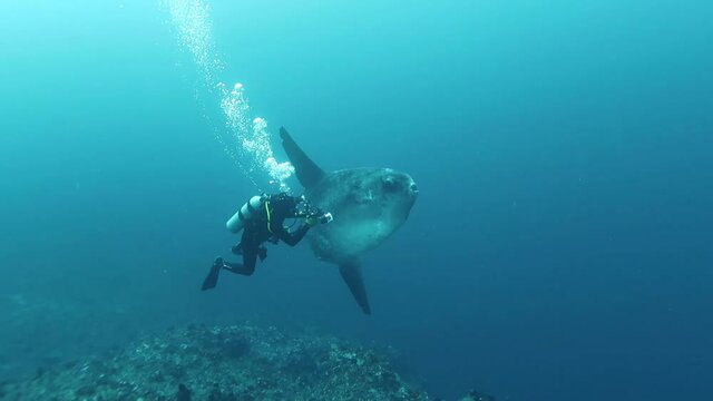 An unexpected meeting of divers with the biggest fish. Fish moon hovered at the cleaning station .