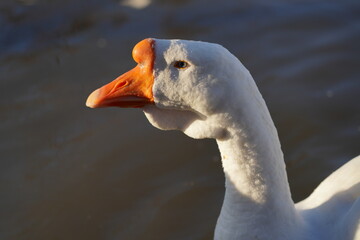 Goose on the lake. Macro shooting