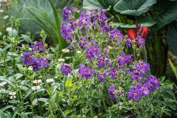 Obraz premium many geranium purple flowers in the garden bed