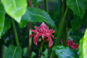Red Torch Ginger flower in Arenal, Costa Rica.