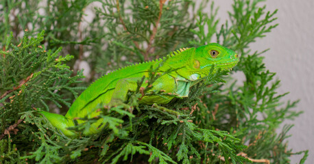 Iguana en un arbusto