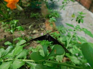 Butterfly standing on a leaf
