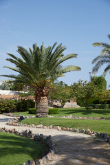 tropical park with palm trees and ornamental trees