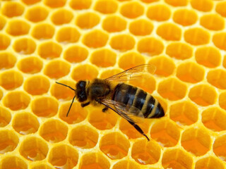 bees working on a frame with honey, draining honey