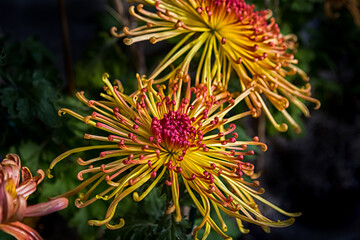 Yellow-red spider chrysanthemum